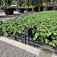Geranium Rozanne GM P9
