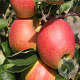 Malus d. 'Jonathan' 10-12 HO container leiboom