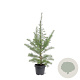 Larix kaempferi 80-100 cm 5,0L