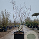 Acer japonicum 'Aconitifolium' 150-175 cm cont. 95L paraplu