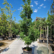 Acer monspessulanum 250-300 cm cont. 95L