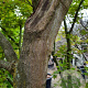 Acer palmatum 500-550 cm container solitair