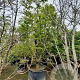 Acer palmatum 500-550 cm container solitair