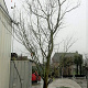 Acer palmatum 500-550 cm container solitair
