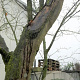 Acer palmatum 500-550 cm container solitair