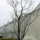 Acer palmatum 500-550 cm container solitair