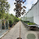 Acer plat. 'Crimson King' 160 cm stam container 8-10