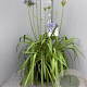 Agapanthus Eydori Blue GM 15L