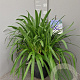 Agapanthus Eydori Blue GM 15L
