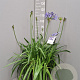 Agapanthus Eydori Blue GM 15L