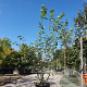 Amelanchier lamarckii 125-150 cm 25L