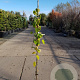 Aristolochia macrophylla 150-175 cm 3,0L