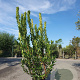 Arbutus unedo 150-175 cm 25L