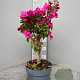 Bougainvillea glabra 70 cm stam 5,0L