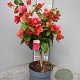 Bougainvillea glabra 70 cm stam 5,0L