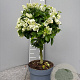 Bougainvillea glabra 70 cm stam 5,0L