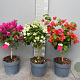 Bougainvillea glabra 70 cm stam 5,0L