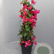 Bougainvillea spectabilis 70 cm 3,0L piramide