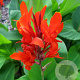 Canna indica GM 9L