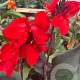 Canna indica GM P17
