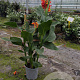 Canna indica GM P17