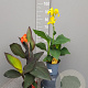 Canna indica GM P17