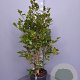 Camellia japonica 100-125 cm 15L