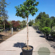 Camellia japonica 120 cm stam 35L kroon 50-60