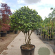 Camellia japonica 175-200 cm container piramide