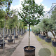 Camellia japonica 180 cm stam container 20-25
