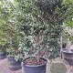 Camellia sasanqua 250-300 cm container meerstammig