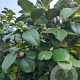 Camellia vernalis 'Yuletide' 175-200 cm container meerstammig