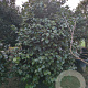 Camellia vernalis 'Yuletide' 175-200 cm container meerstammig