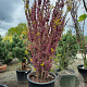 Cercis chinensis 'Avondale' 200-250 cm container meerstammig extra