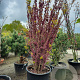 Cercis chinensis 'Avondale' 200-250 cm container meerstammig extra