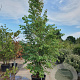 Cercidiphyllum japonicum 350-400 cm container meerstammig