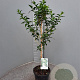 Cestrum nocturnum 90 cm 5,0L stam