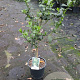 Cestrum nocturnum 90 cm 5,0L stam