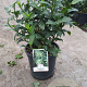 Cestrum nocturnum gm 4,0L