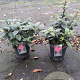 Cestrum newellii 'Scarlet Cluster' gm 4,0L
