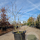 Cercis siliquastrum 80-100 cm container
