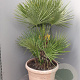 Chamaerops humilis 170-180 cm cont. 65L
