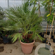 Chamaerops humilis 170-180 cm cont. 65L