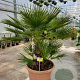 Chamaerops humilis 170-180 cm cont. 65L