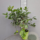 Citrus latifolia 50-60 cm 4,0L