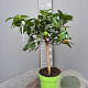 Citrus latifolia 50-60 cm 4,0L