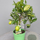 Citrus latifolia 50-60 cm 4,0L