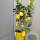 Citrus limon 50-60 cm 4,0L