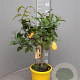 Citrus limon 50-60 cm 4,0L