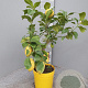 Citrus limon 50-60 cm 4,0L